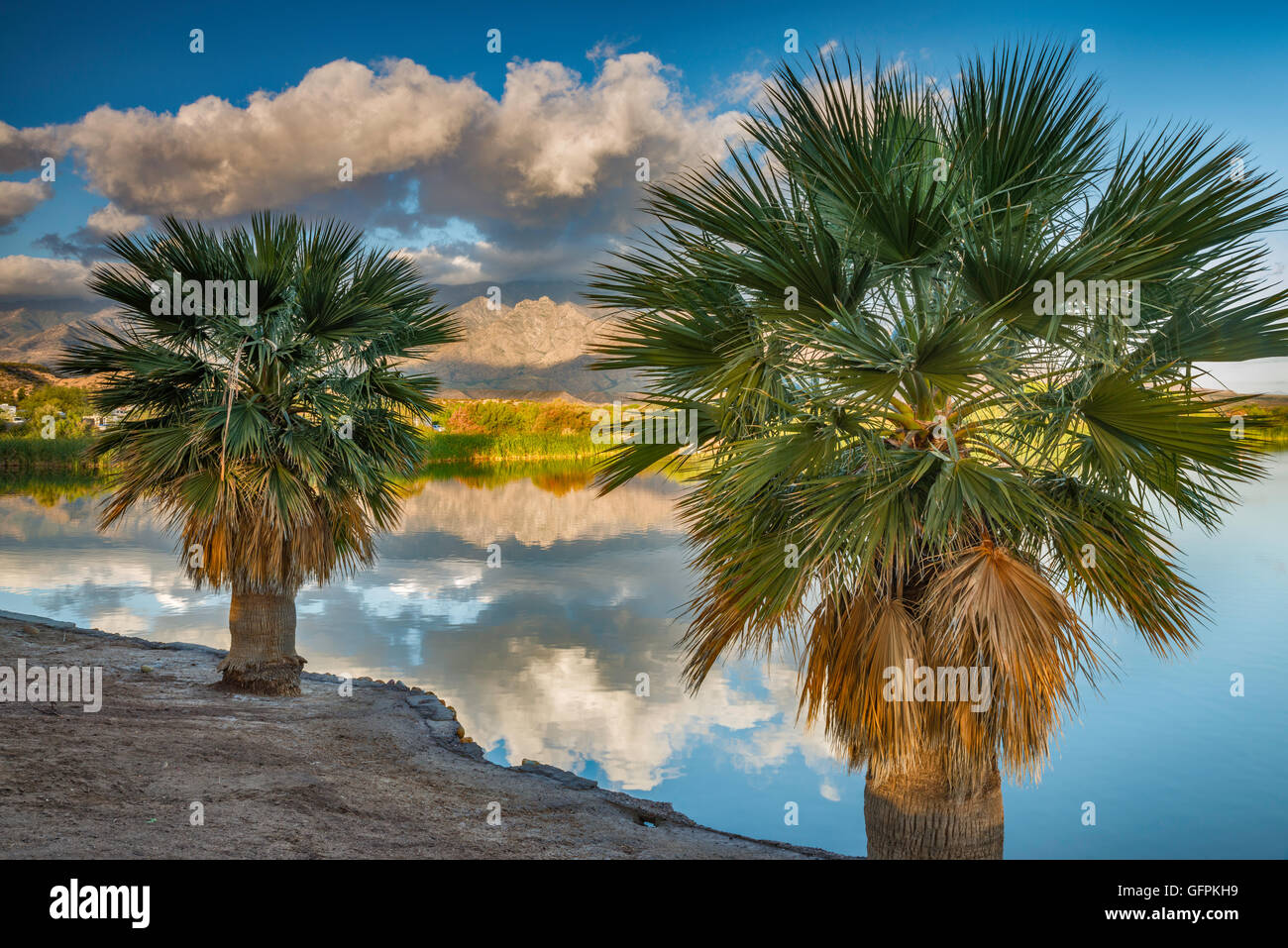 Palmen am Roper Lake, Roper Lake State Park, in der Nähe von Safford, Arizona, USA Stockfoto