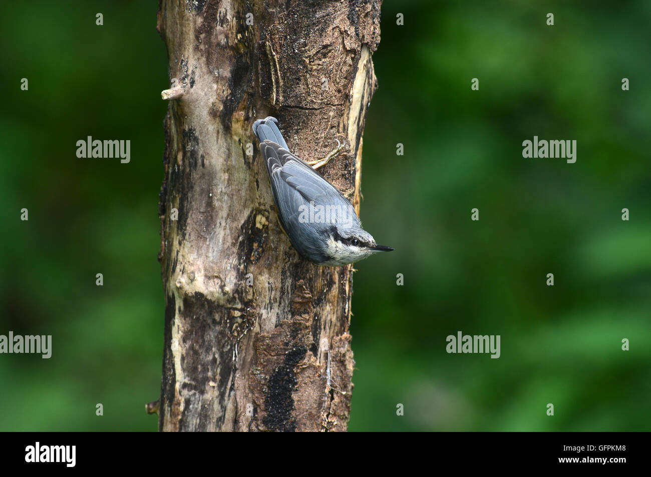 Ein Kleiber herab einen Baumstamm UK Stockfoto