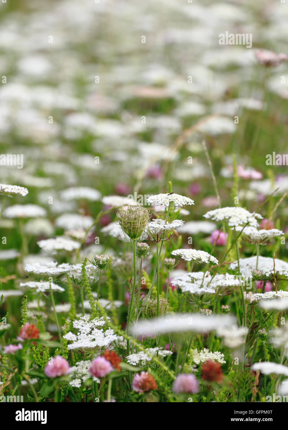 Wildblumen mit Wilde Möhre, Daucus Carota. Stockfoto
