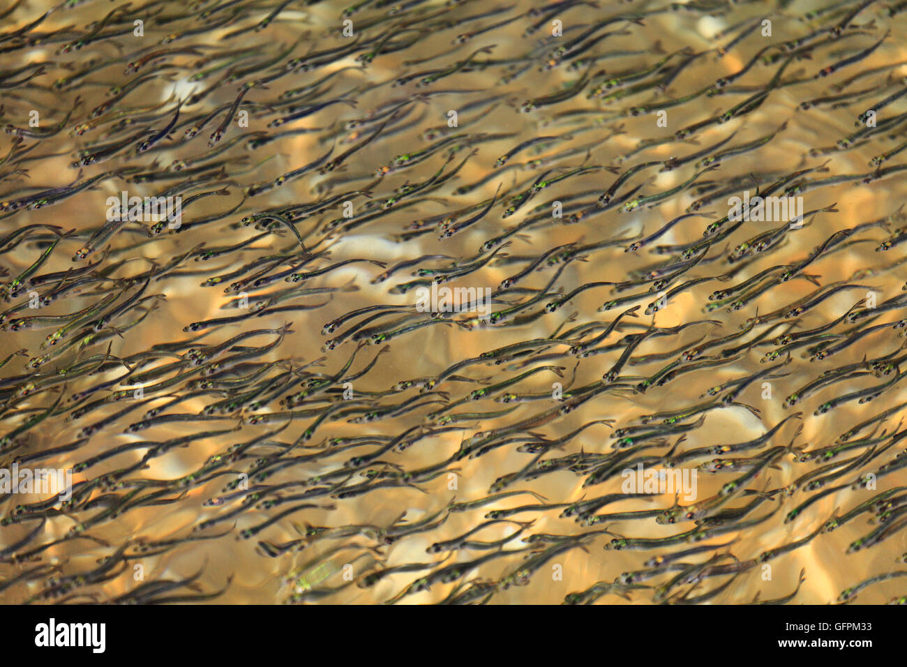 Schwarm von Jungaalen im seichten Wasser in der Wäsche-Mündung, Norfolk, England. Stockfoto