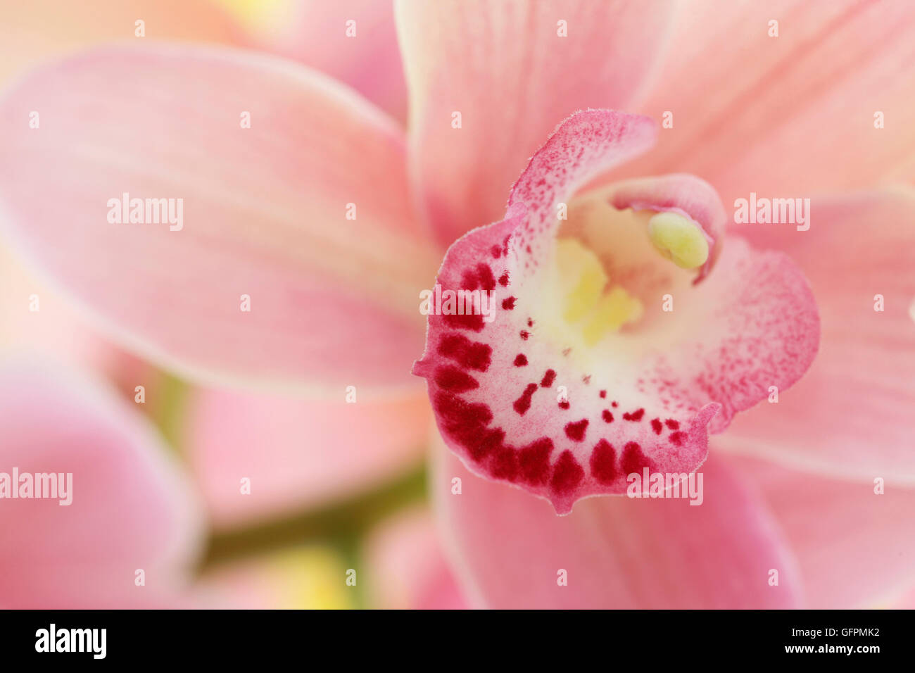 Rosa Cymbidium Orchidee sehr dekorative Blume Spitzen - freudige Energie Jane Ann Butler Fotografie JABP1505 Stockfoto