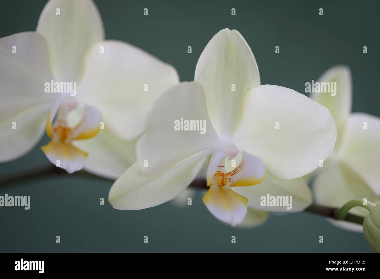 exquisite gelbe Phalaenopsis-Orchideen auf Grün - ein Symbol der Schönheit und Raffinesse Jane Ann Butler Fotografie JABP1500 Stockfoto