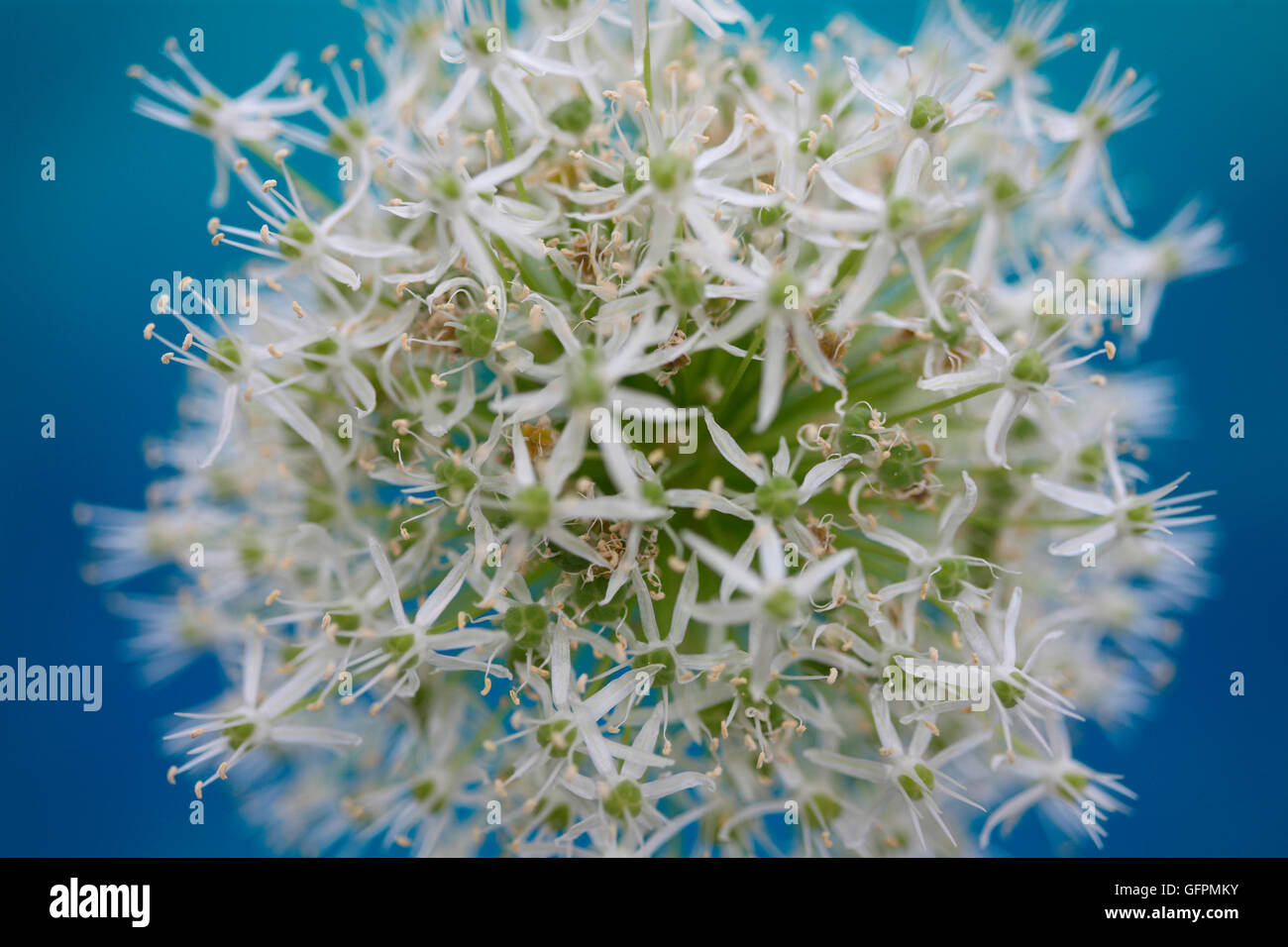 schöne Mount Everest Allium weichen zeitgemäß Jane Ann Butler Fotografie JABP1495 Stockfoto