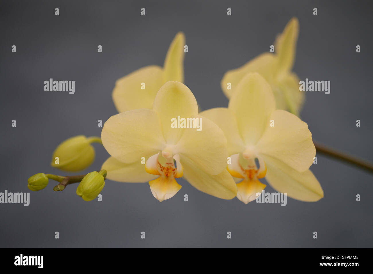 exquisite gelbe Phalaenopsis-Orchideen auf grau - ein Symbol der Schönheit und Raffinesse Jane Ann Butler Fotografie JABP1501 Stockfoto