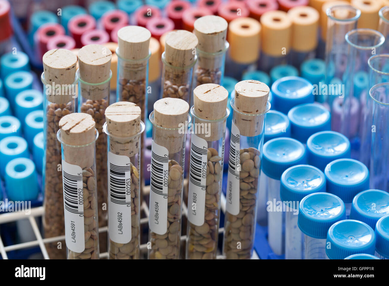 Leguminosen mit gentechnisch veränderten Weizen Pflanzenzelle Wissenschaft Stockfoto