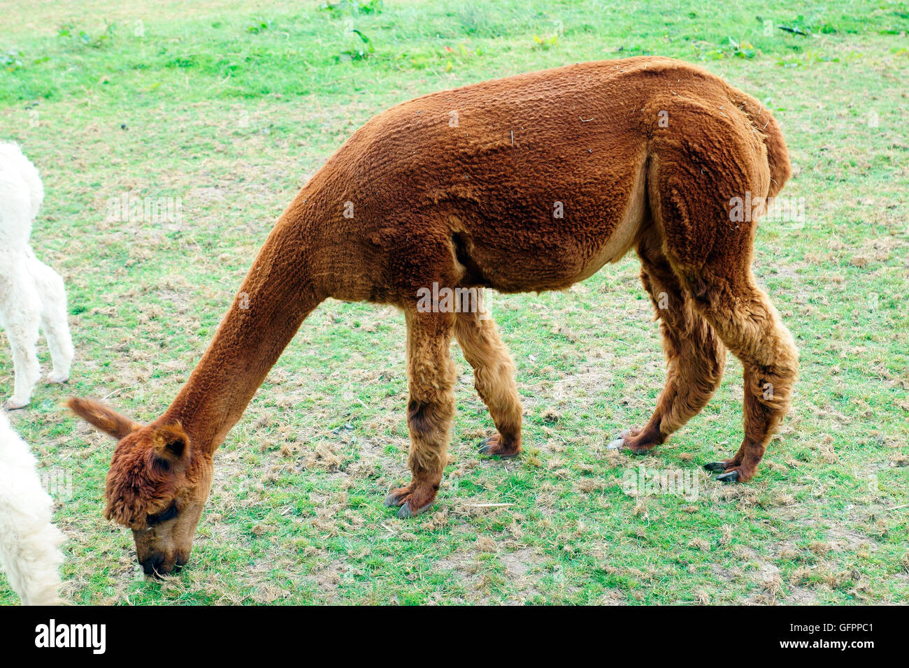 ALPAKA WEIDEN Stockfoto