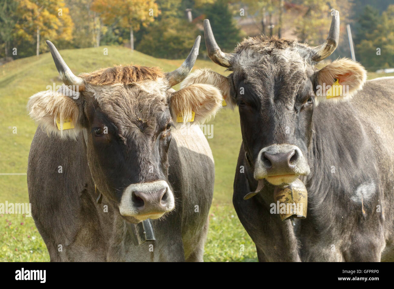 Bild von zwei gehörnte Kühe in einem Feld Stockfoto