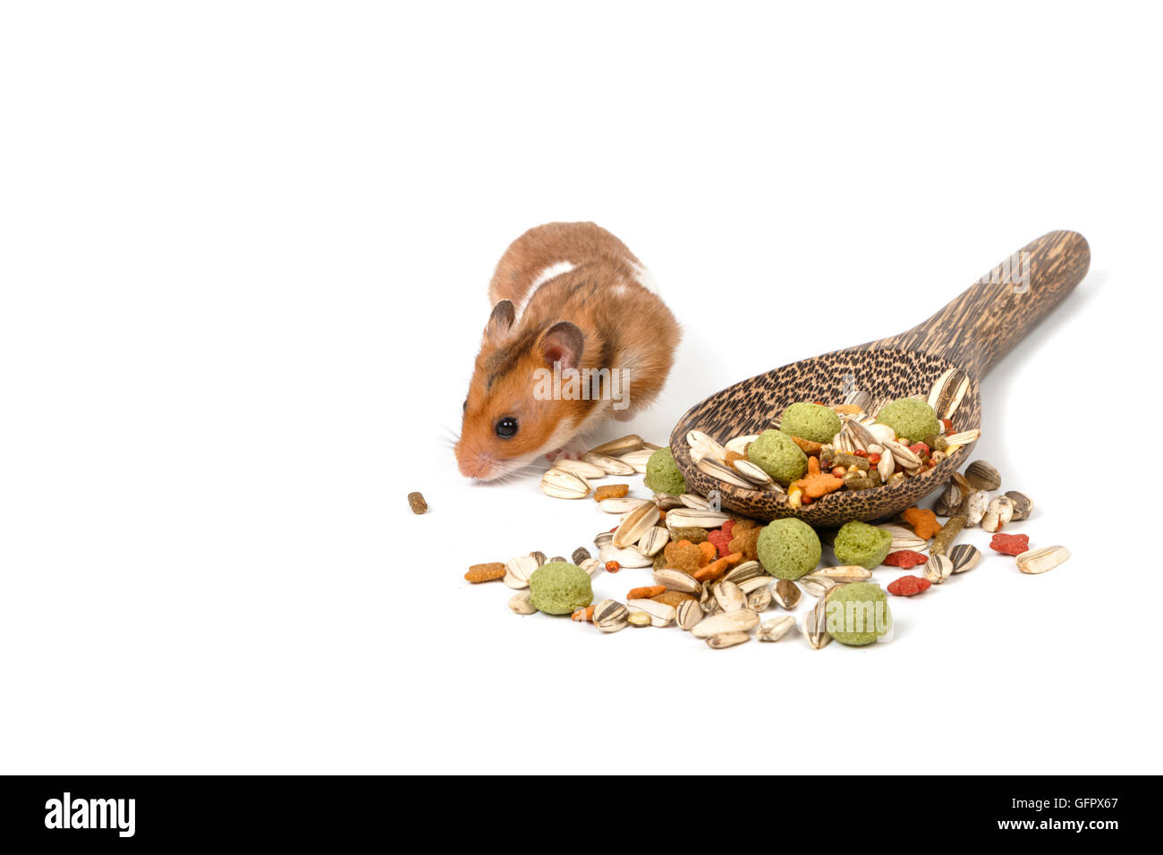 Syrischen Hamster Essen einige Hamster mit Exemplar Stockfoto