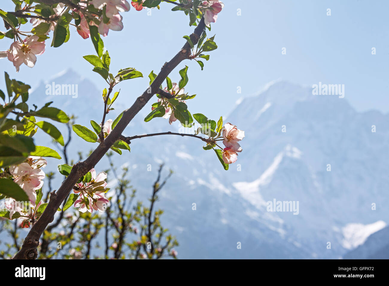 Blühender Apfelbaum auf dem Hintergrund von Kinnaur Kailash Heiliger Berg (6050 m) bei Sonnenaufgang. Spiti Tal, Himachal Pradesh, Indien. Stockfoto