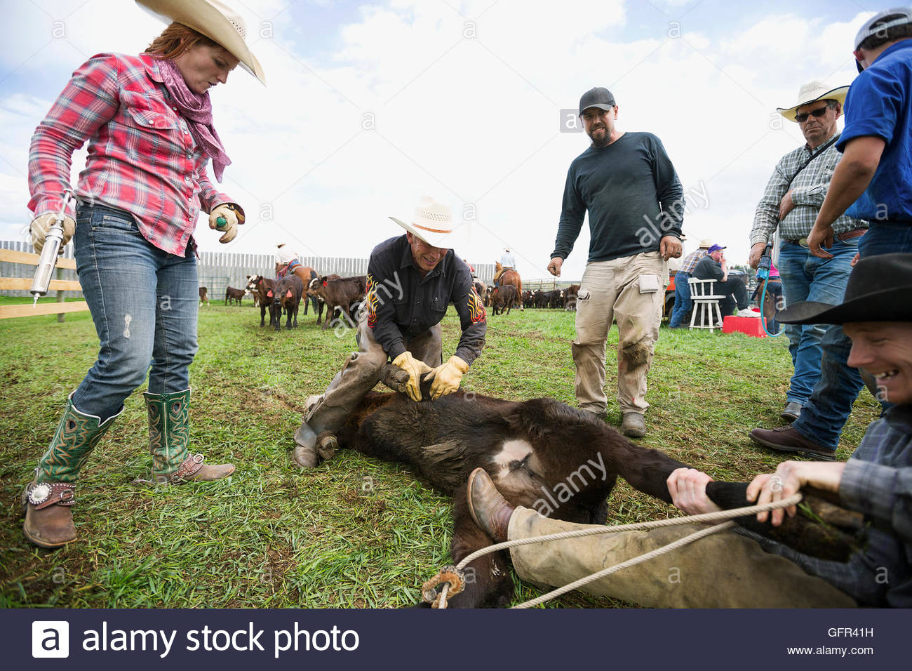 Viehzüchter, die Kuh zu impfen wird vorbereitet Stockfoto