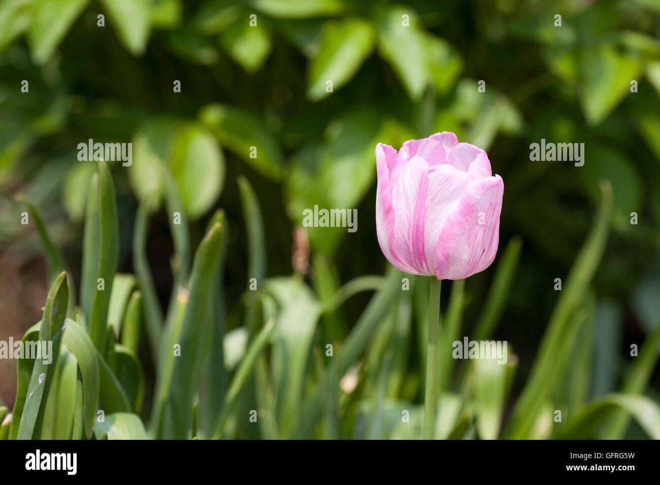 Rosa und weiße bicolor Tulpe in voller Blüte Stockfoto