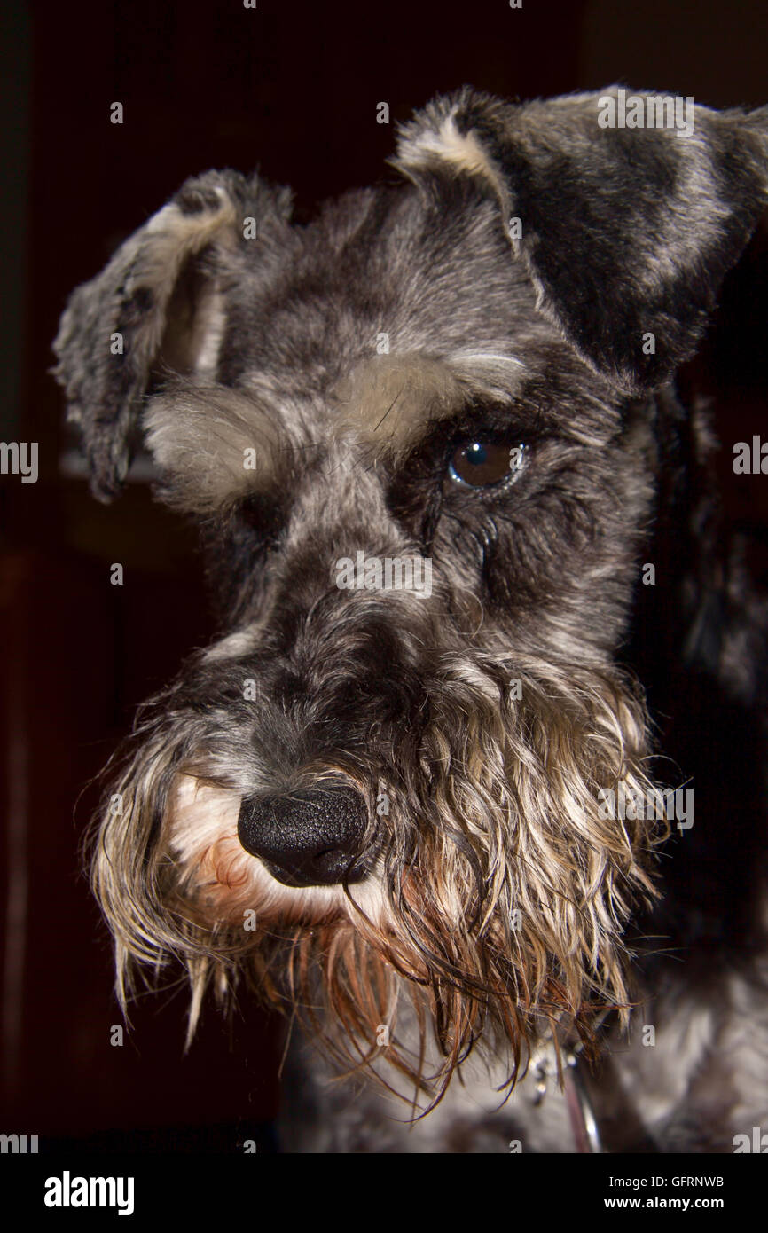 Schnauzer - Nahaufnahme des Gesichts Stockfoto