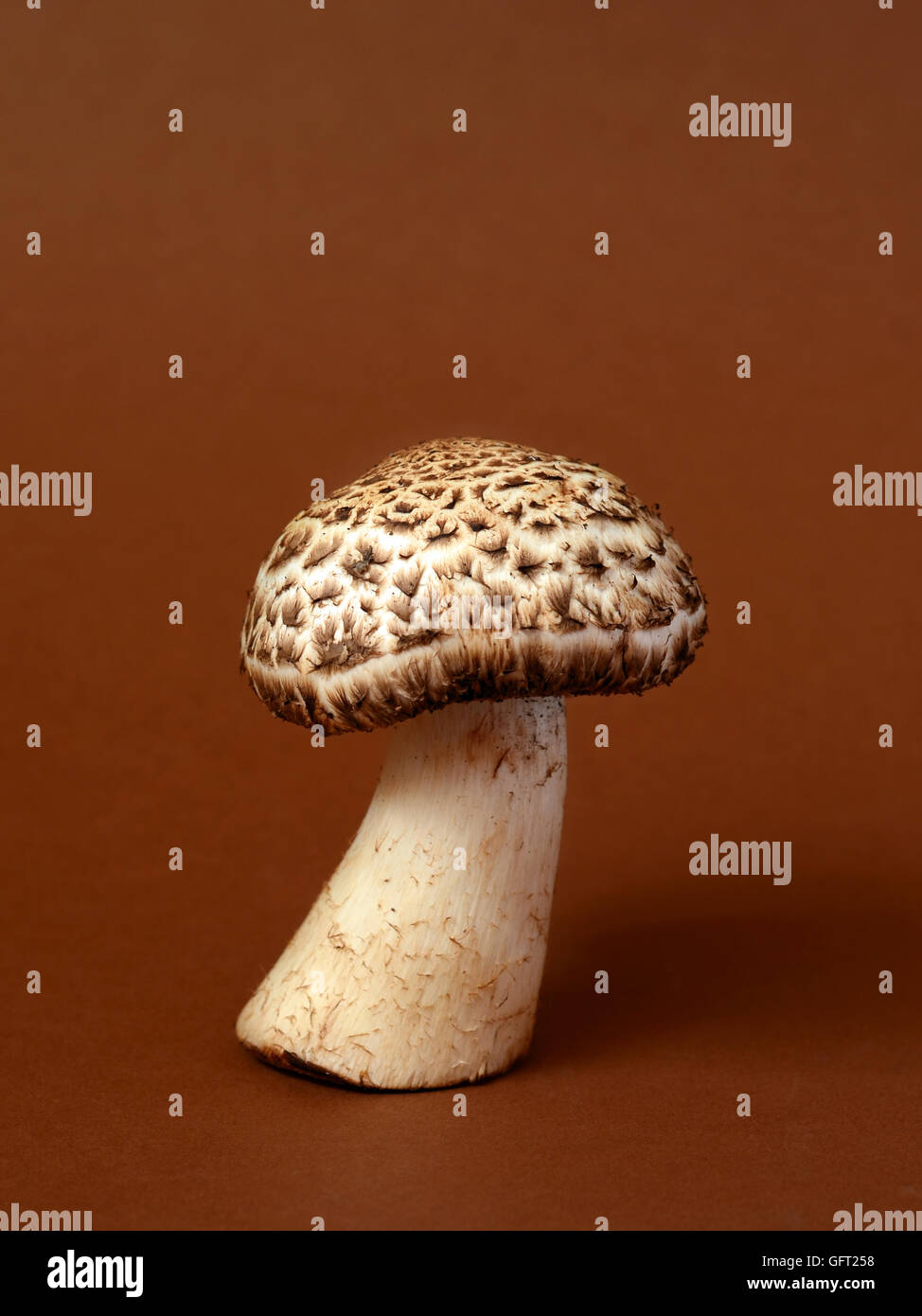 Einzelne Wildpilz auf braunem Hintergrund Stockfoto