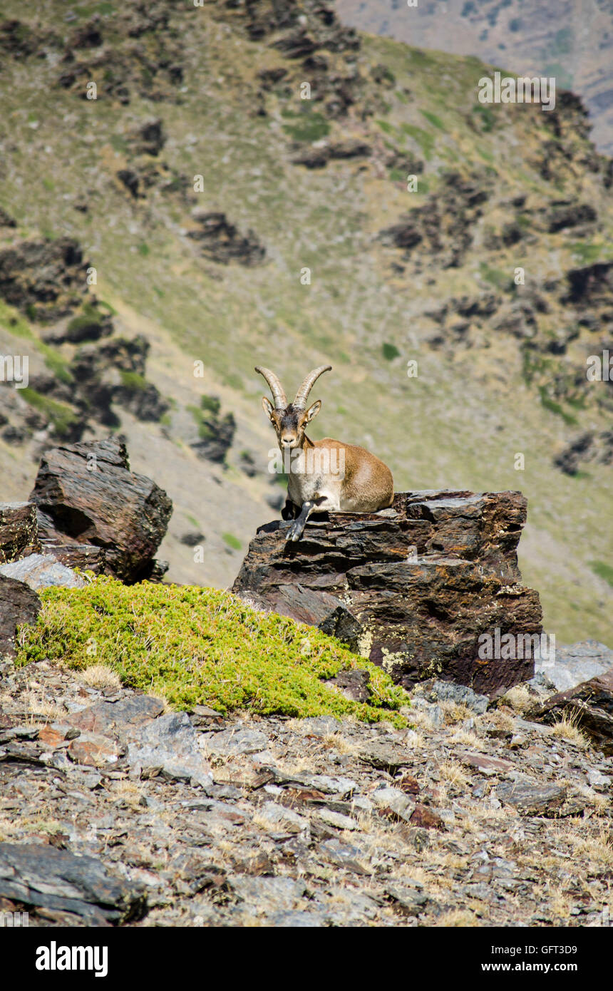 Spanischer Steinbock, spanische wilde Ziege oder iberischen wilde Ziege Capra Pyrenaica, auf Felsen. Sierra Nevada, Granada, Spanien. Stockfoto