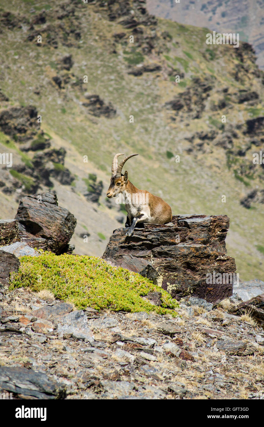 Spanischer Steinbock, spanische wilde Ziege oder iberischen wilde Ziege Capra Pyrenaica, auf Felsen. Sierra Nevada, Granada, Spanien. Stockfoto