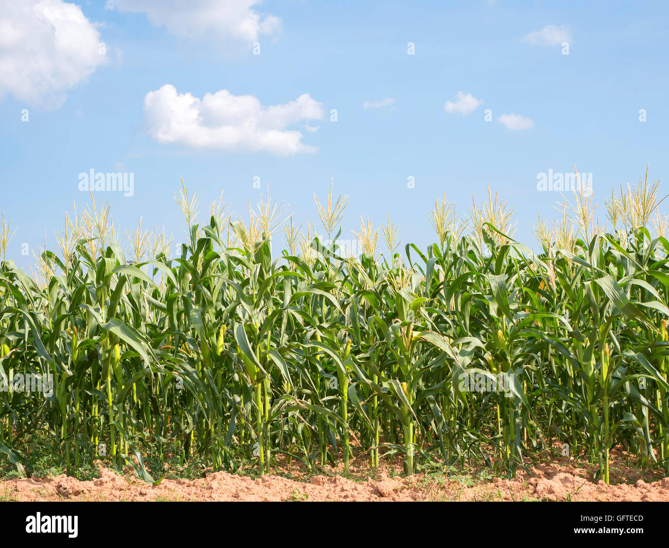 Feld Mais Hintergrund hell Himmel und Wolken Stockfoto