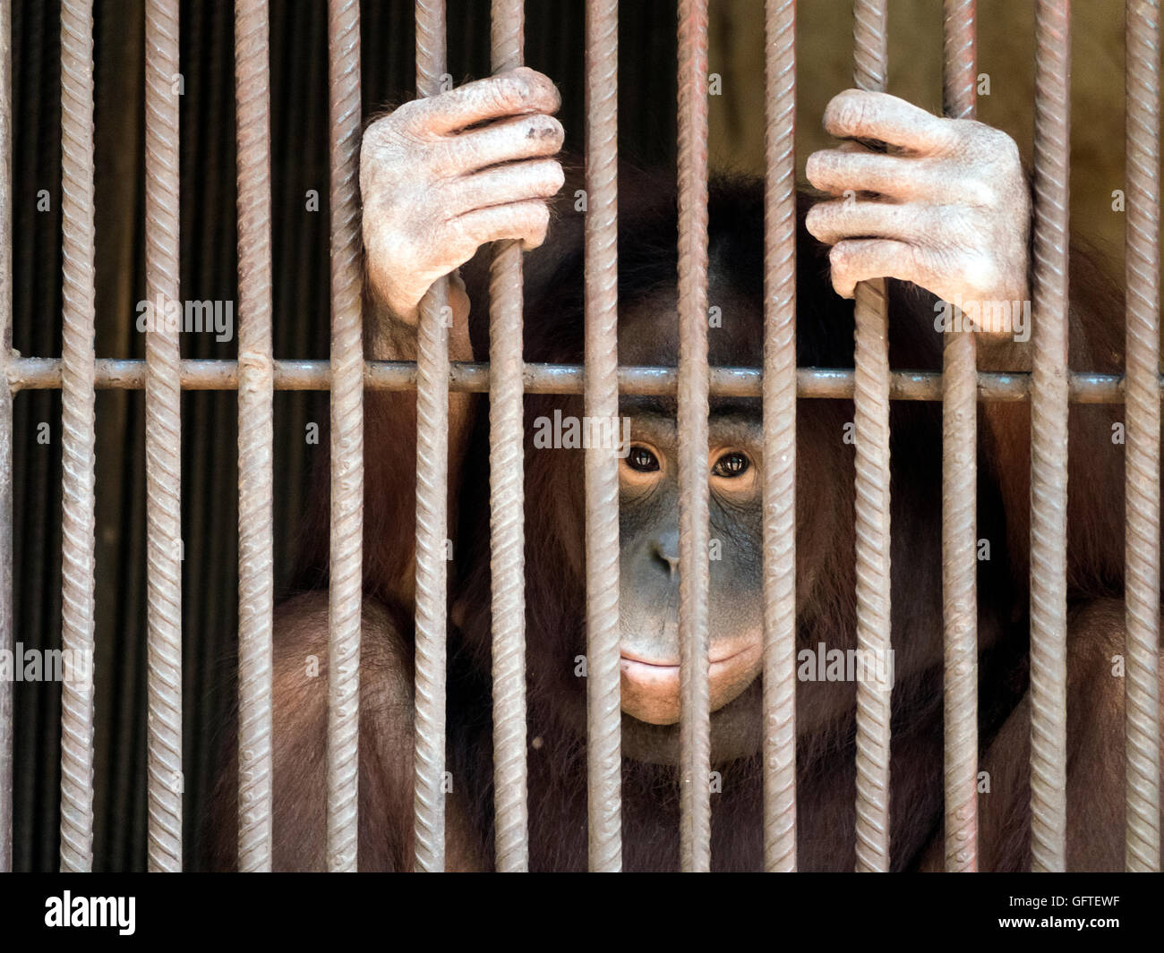 Augen Eine Arme Affe Tiere Hinter Gitter Stockfoto Bild