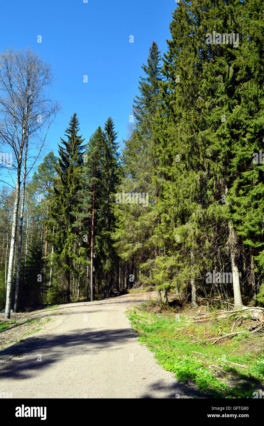 finnische Waldlandschaft im Frühling mit blauem Himmel Stockfoto