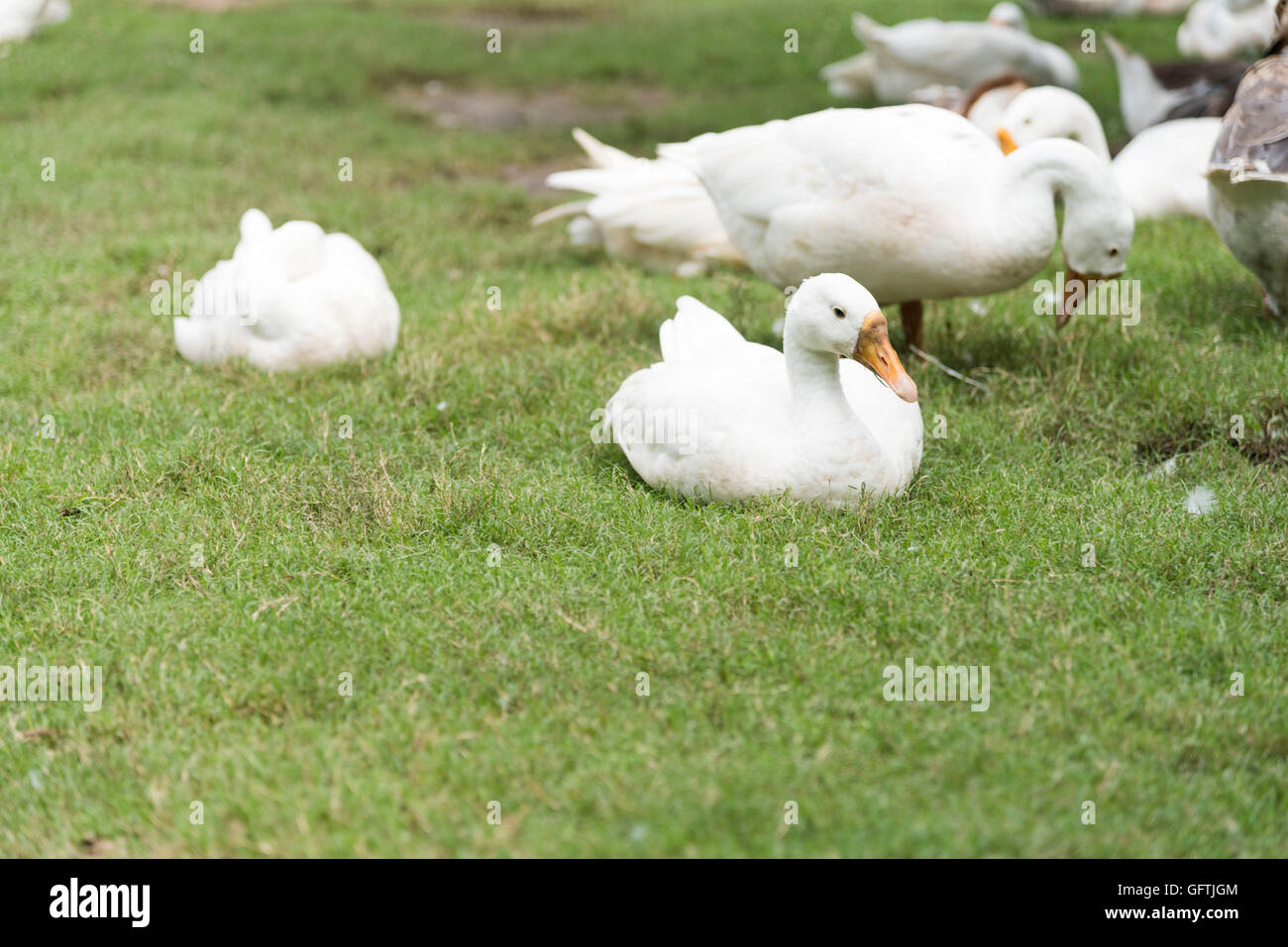 Eine Gruppe Schwäne in einem Park an einem sonnigen Tag Stockfoto