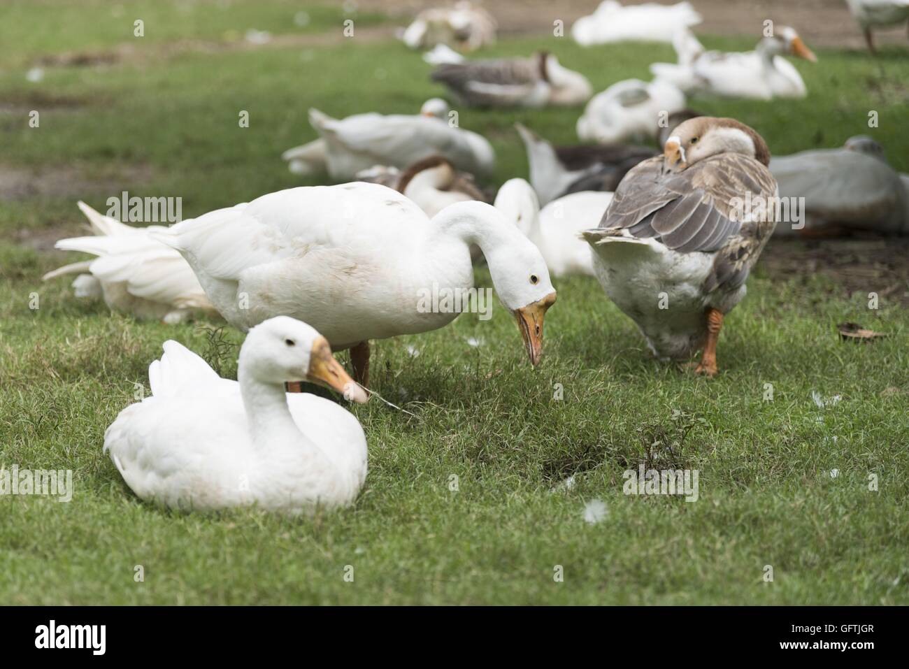 Eine Gruppe Schwäne in einem Park an einem sonnigen Tag Stockfoto