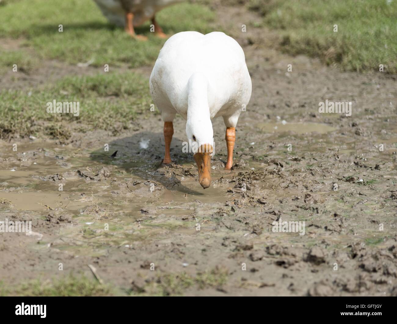 Eine Gruppe Schwäne in einem Park an einem sonnigen Tag Stockfoto