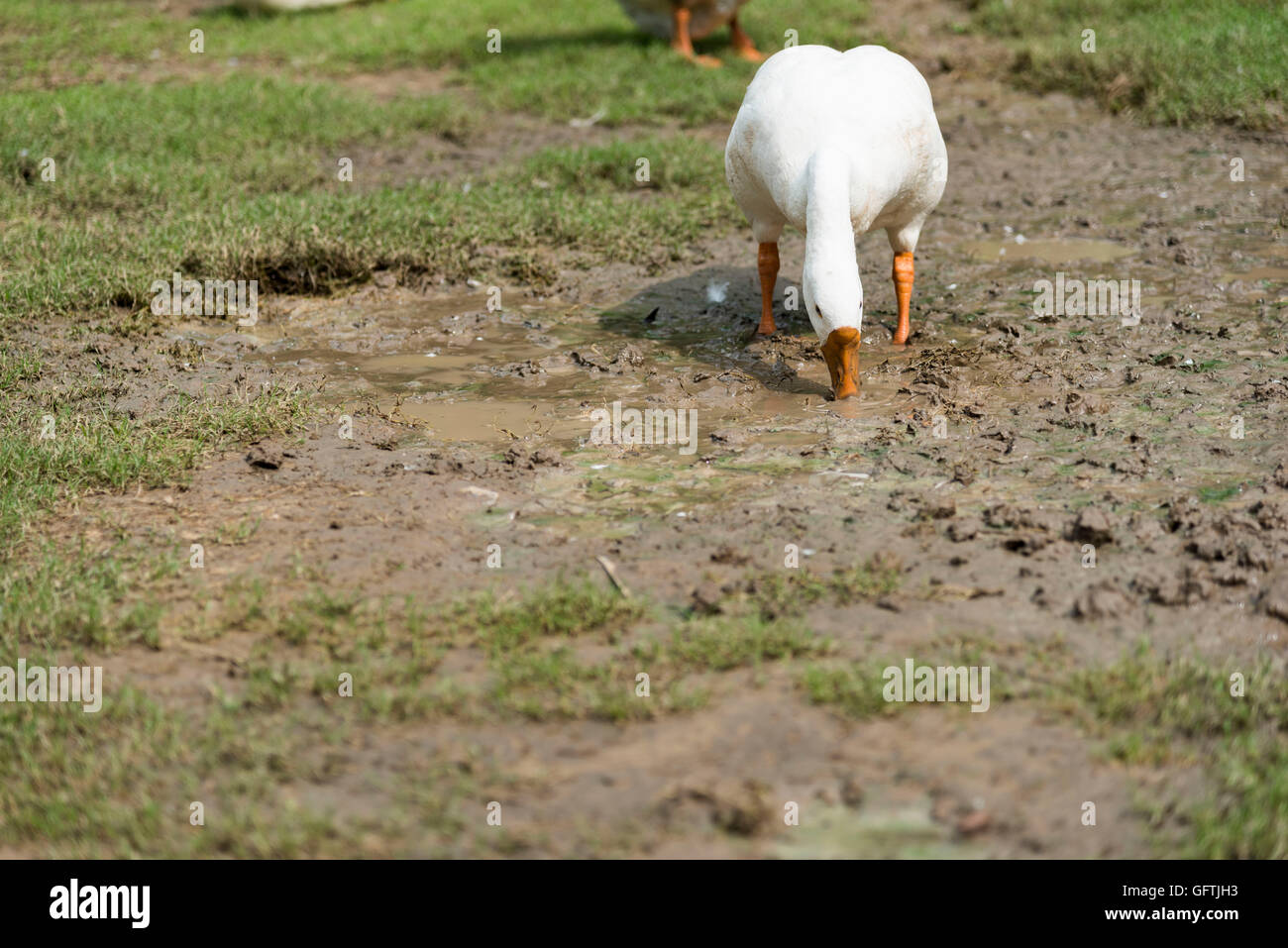 Eine Gruppe Schwäne in einem Park an einem sonnigen Tag Stockfoto