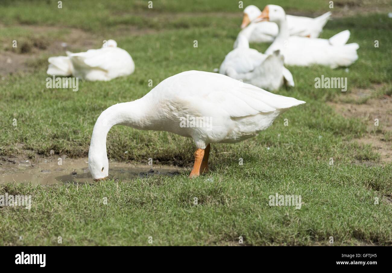 Eine Gruppe Schwäne in einem Park an einem sonnigen Tag Stockfoto