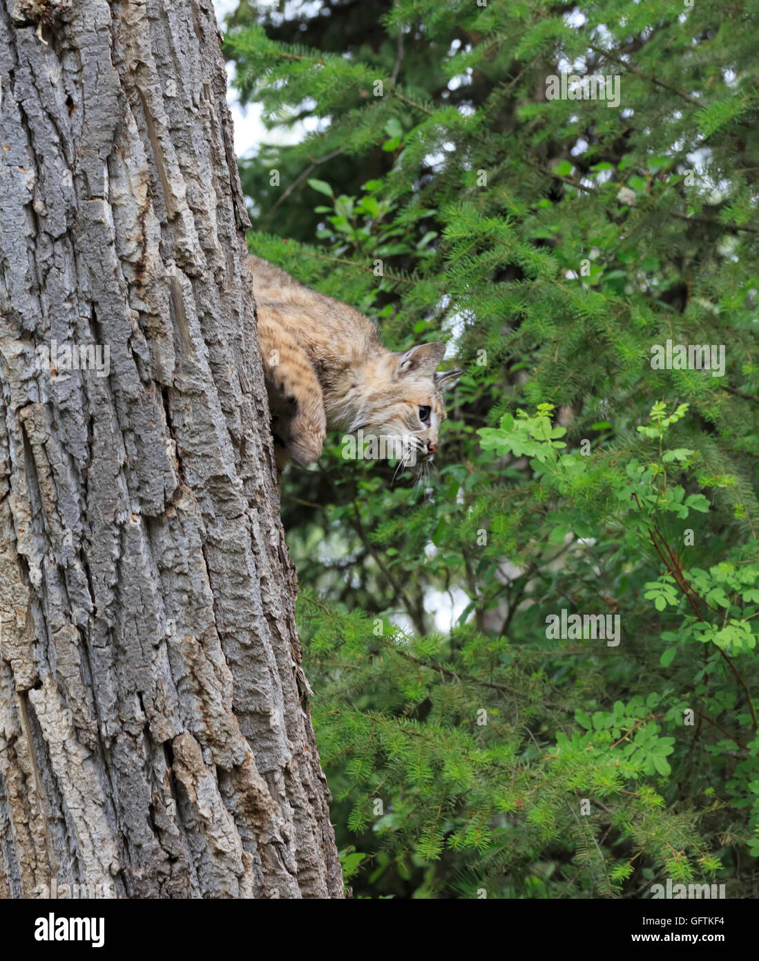 Bobcat, Lynx rufus Stockfoto