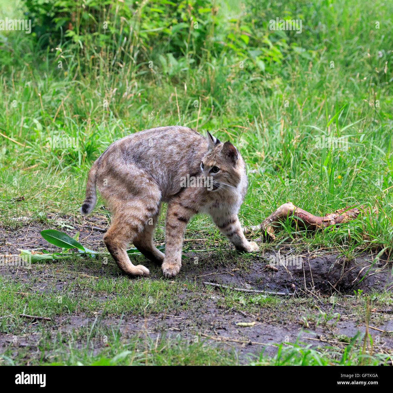 Bobcat, Lynx rufus Stockfoto