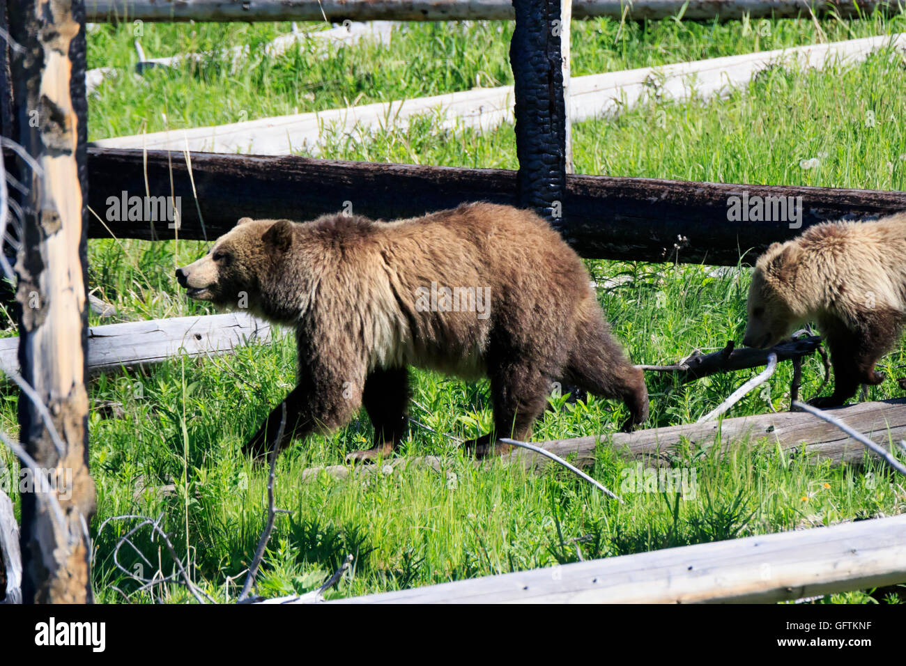North American Braunbär, Ursus Arctos Horribilis, Weibchen mit Jungtier Stockfoto