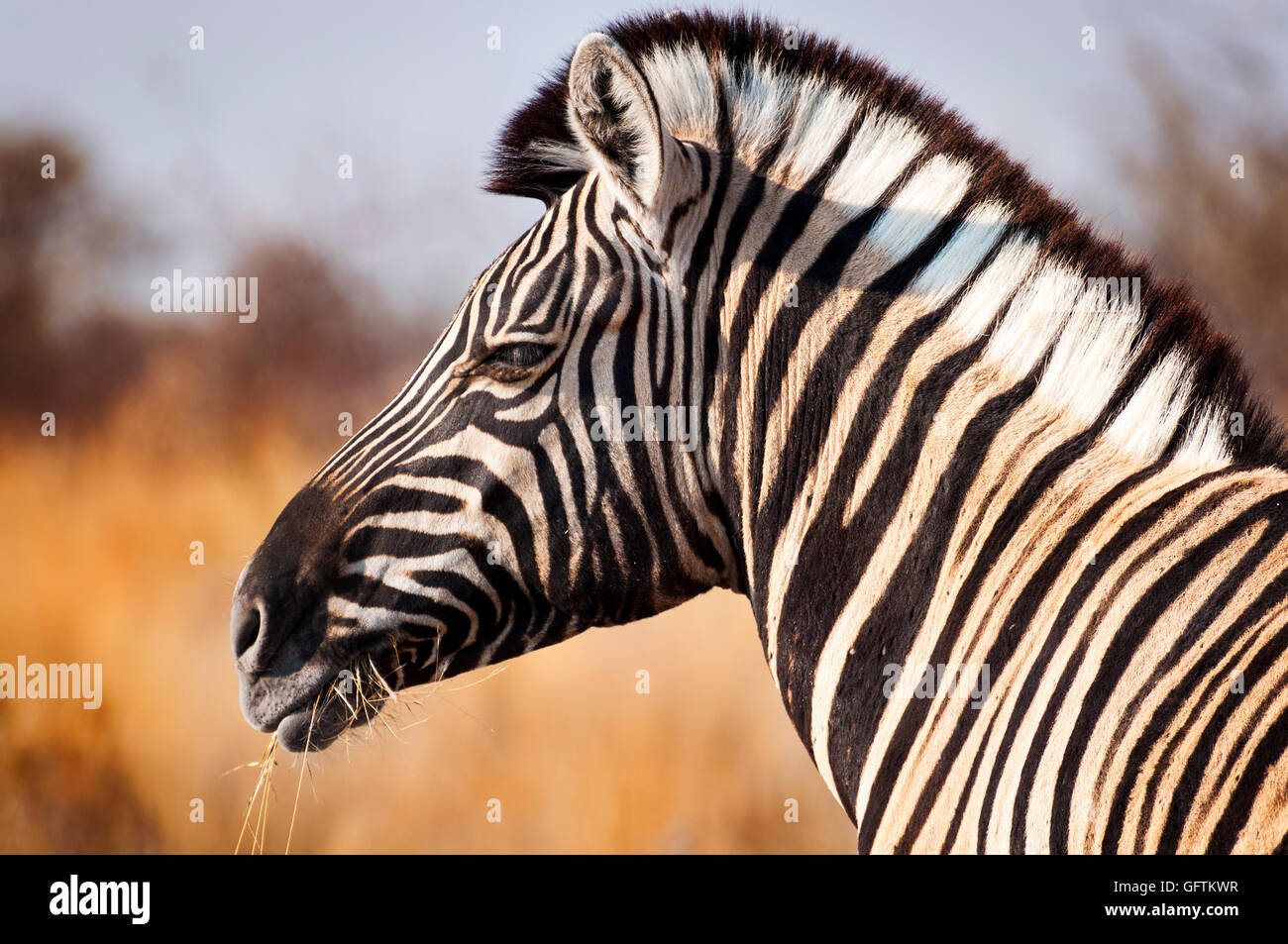 Kopf eines Zebras im Etosha Nationalpark in Namibia, Afrika-Konzept für das Reisen in Afrika Stockfoto