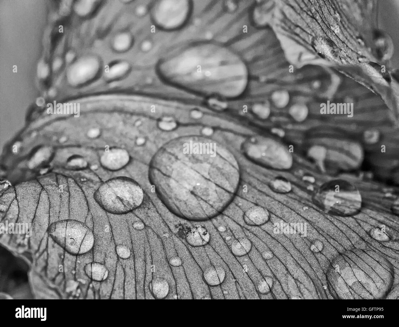 Wassertropfen im Sommer auf Pflanzen nach Regen Stockfoto