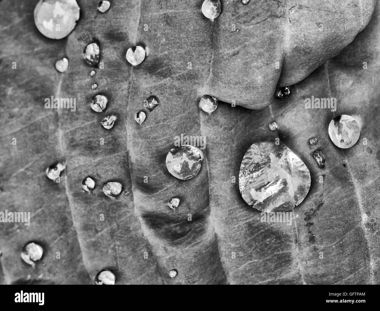 Wassertropfen im Sommer auf Pflanzen nach Regen Stockfoto