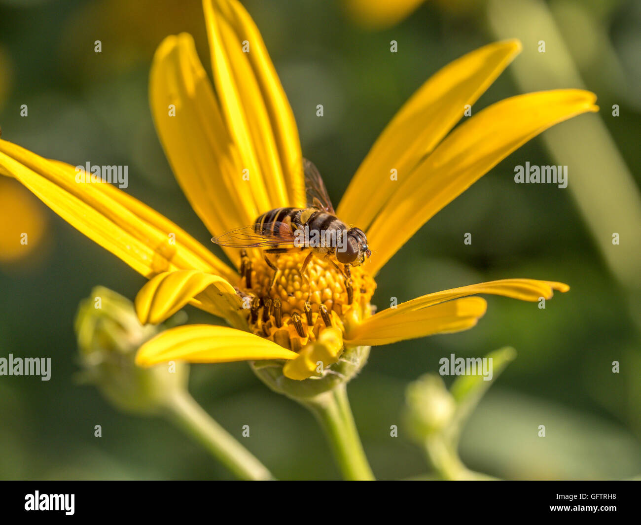 Schwebfliegen, manchmal auch als Blume fliegen oder Syrphid fliegt, machen die Insekten Familie Syrphidae Stockfoto