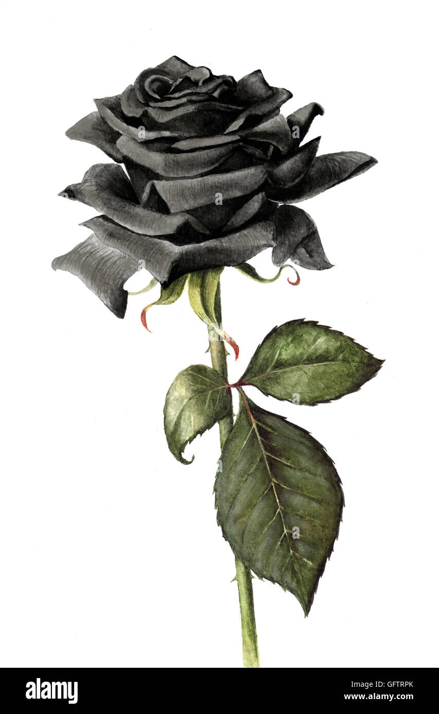 Handgemalte einzelne schwarze rose isoliert auf einem weißen Hintergrund. Mit Wasserfarben bemalt. Stockfoto