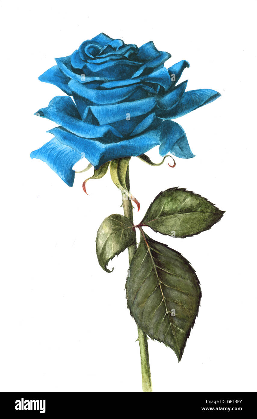 Handgemalte einzelne blaue rose isoliert auf einem weißen Hintergrund