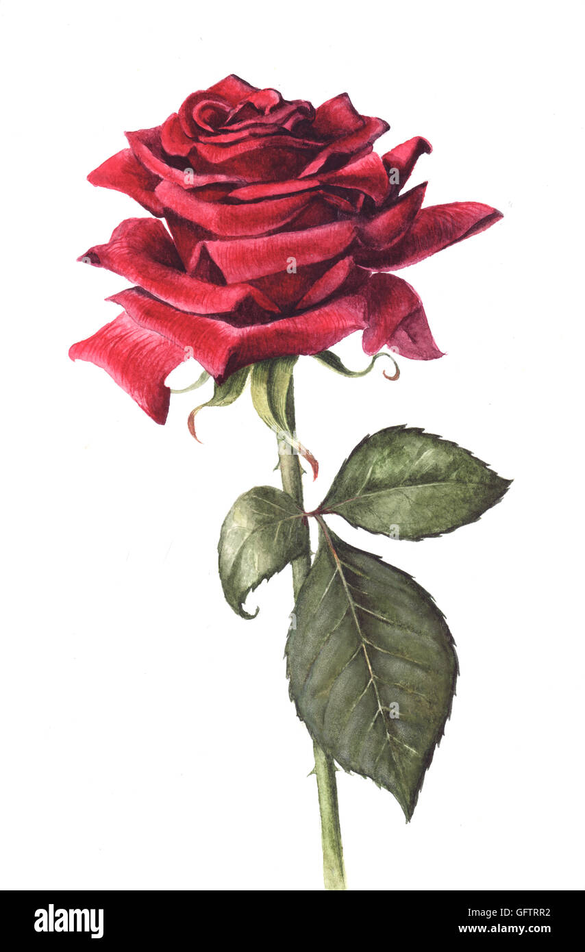 Handgemalte einzelne rote rose isoliert auf einem weißen Hintergrund. Mit  Wasserfarben bemalt Stockfotografie - Alamy