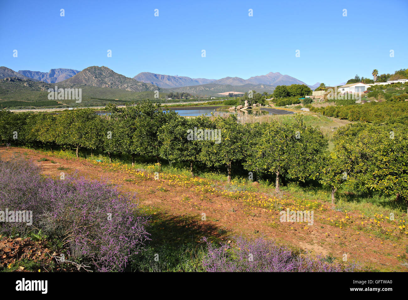 Landwirtschaft mit Orangen auf Marcuskraal Road in der Nähe von Citrusdal im Olifants River Valley, Western Cape Stockfoto
