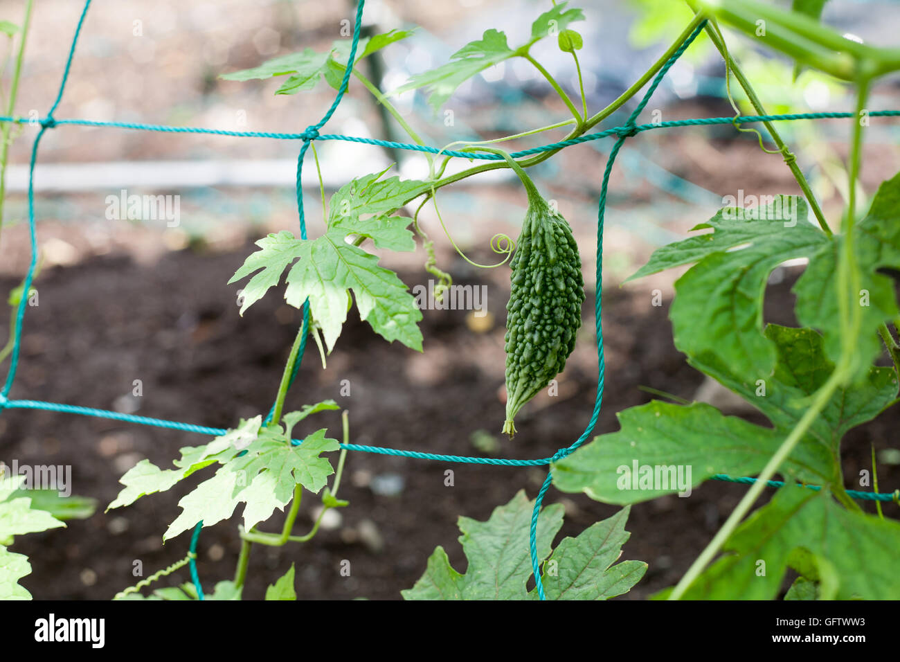 Wachsende bitterer Kürbis auf Bauernhof Stockfoto