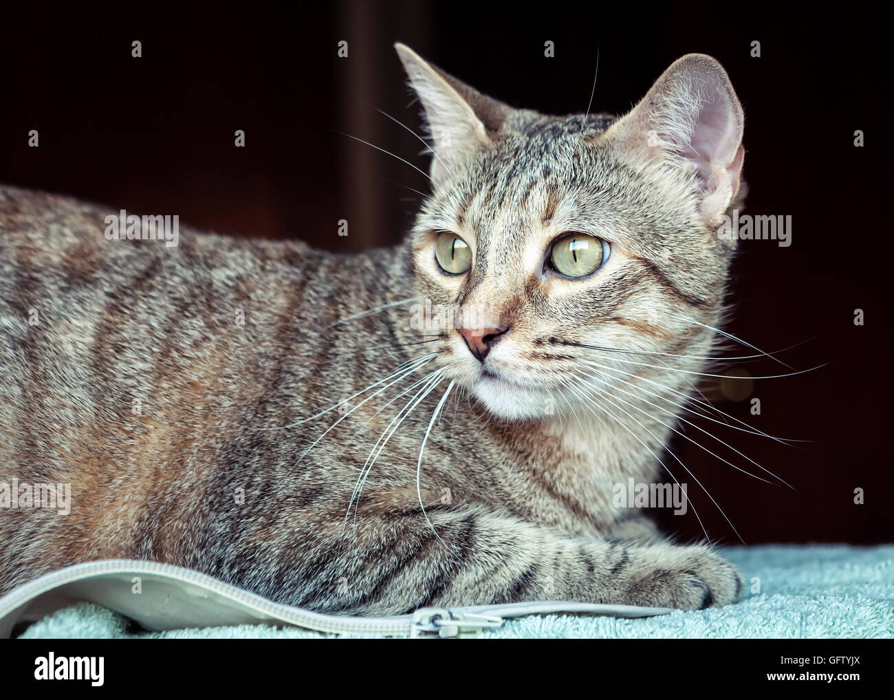 Schöne grau Tabby Katze Stockfoto