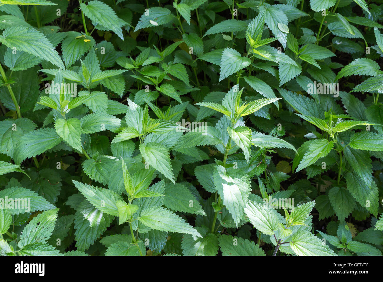 Frische grüner Farbe der Brennnessel Blätter wachsen in der Natur. Wichtiges Kraut für die Naturheilkunde. Stockfoto