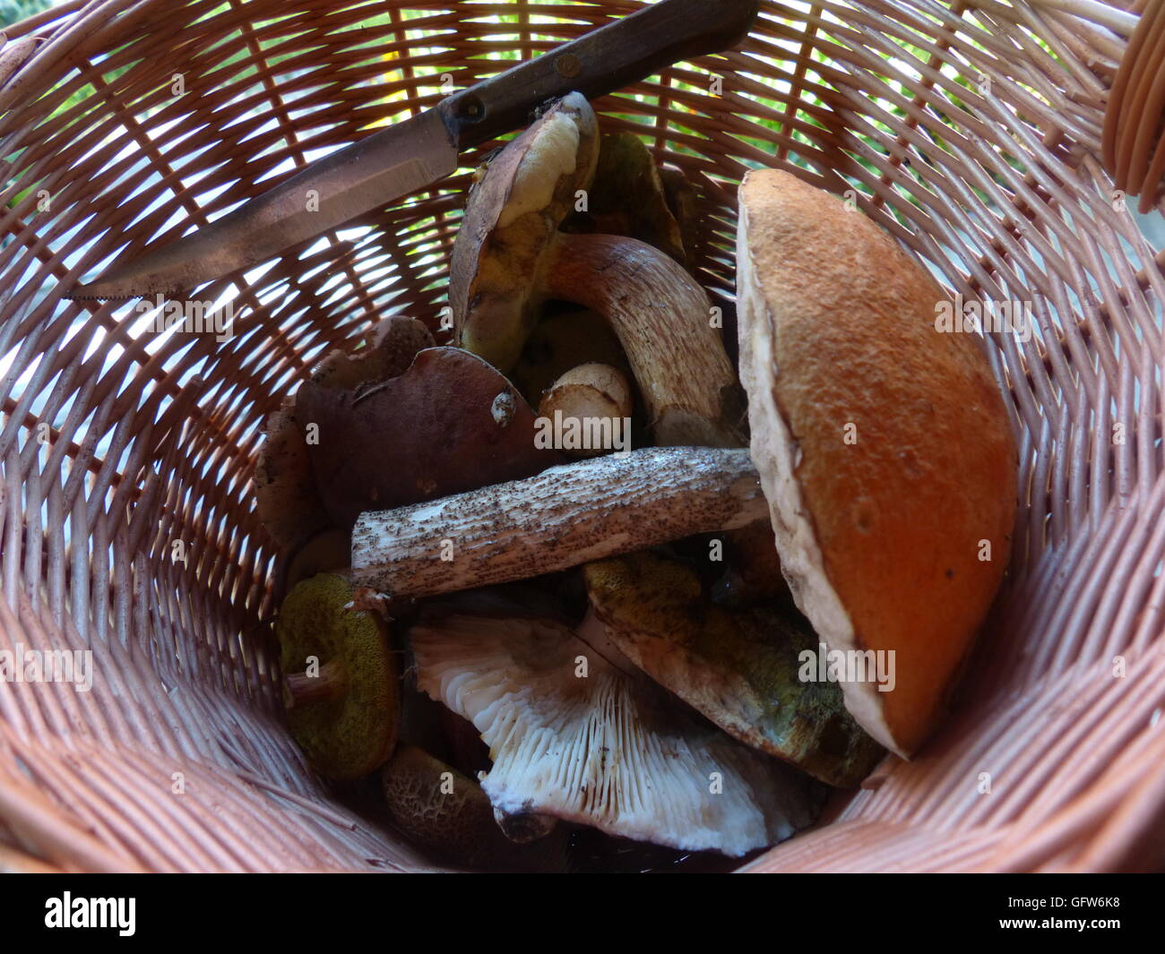 Korb halb von frisch voll gepflückt Pilz. Pilze sammeln ist eine nationale Hobby in Tschechien Stockfoto