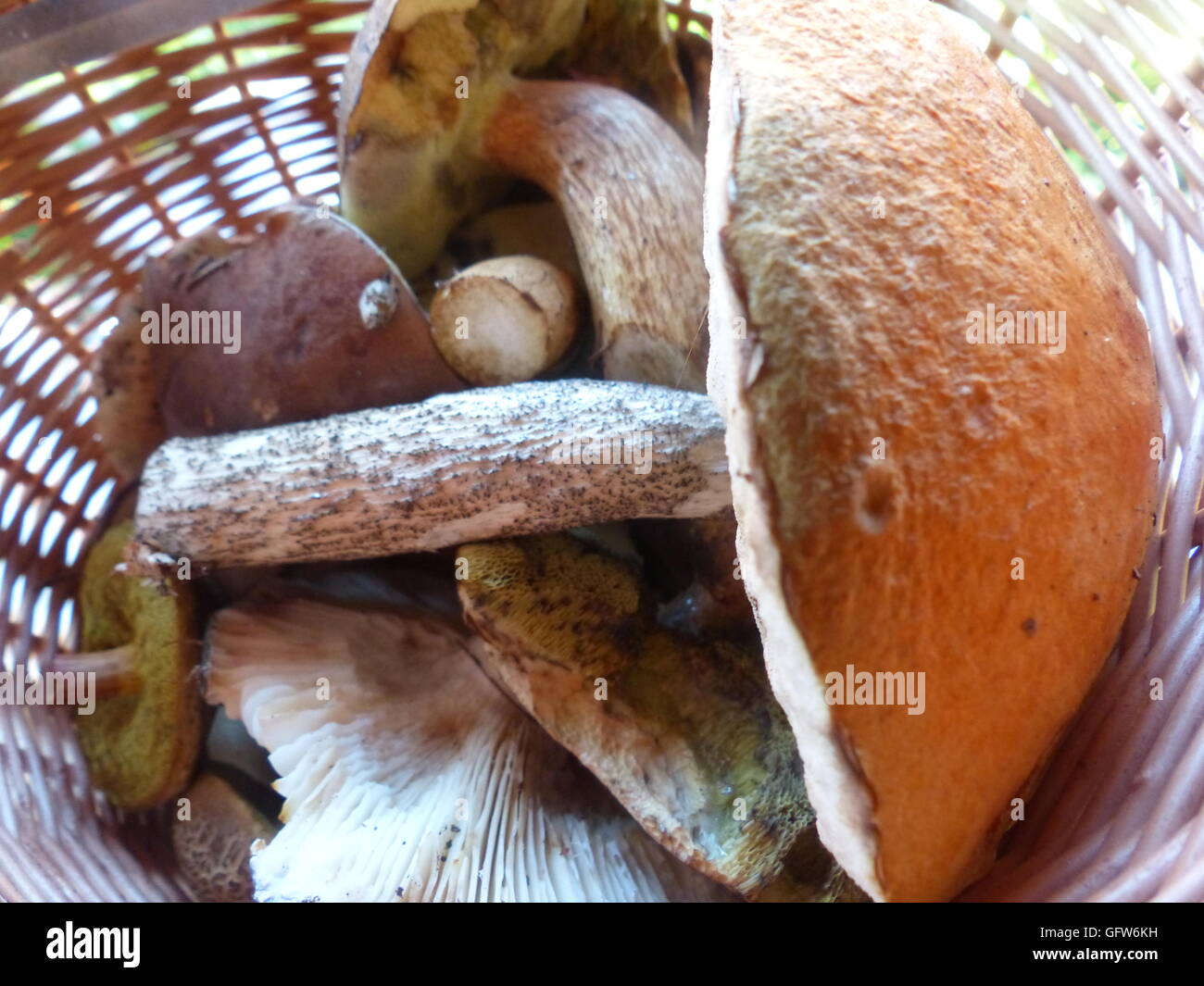 Korb mit frisch gepflückten Pilz. Pilze sammeln ist eine nationale Hobby in Tschechien Stockfoto