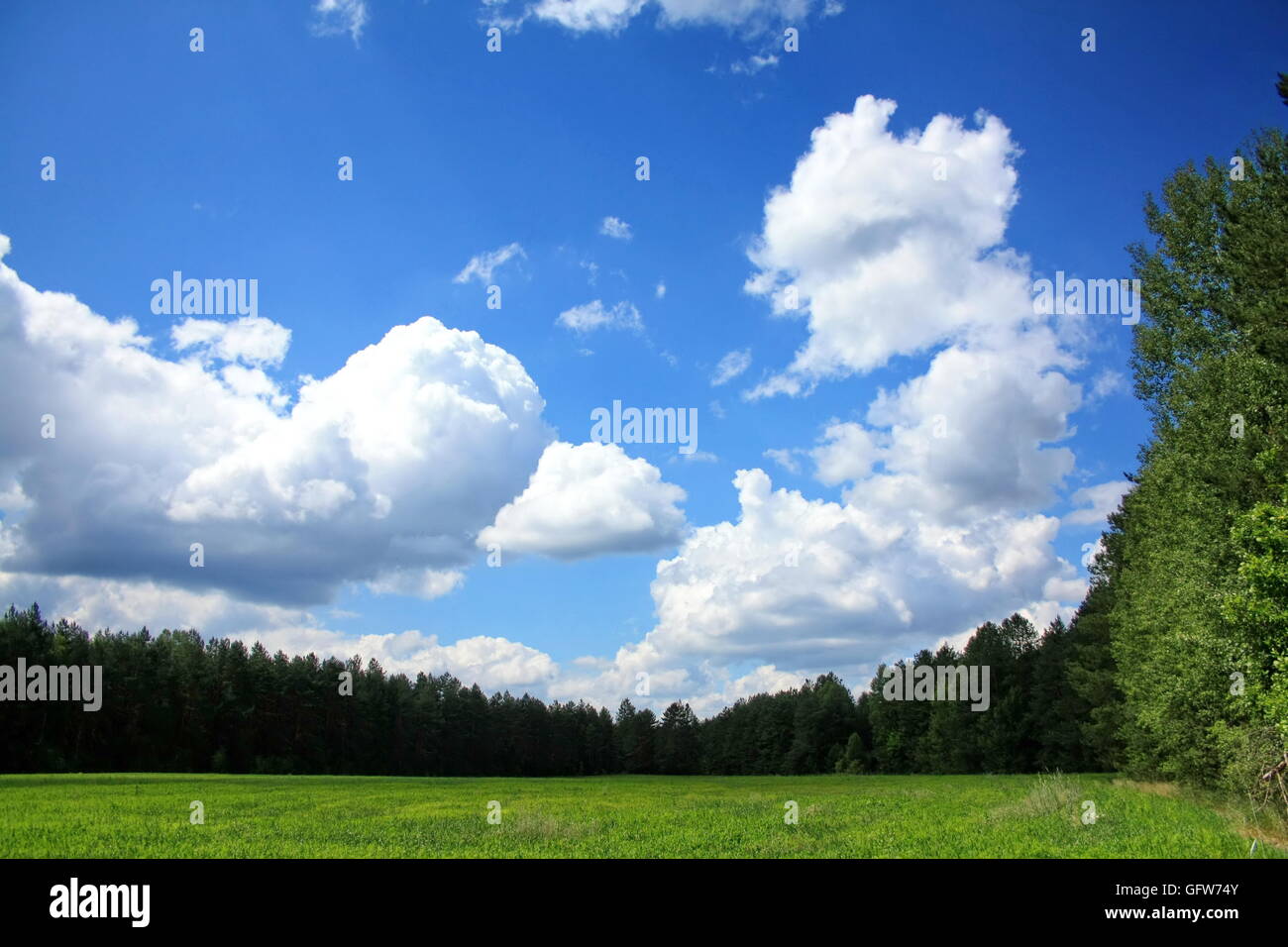 Frühling-Gebiet grenzt an einen Wald und den malerischen Himmel mit Wolken Stockfoto