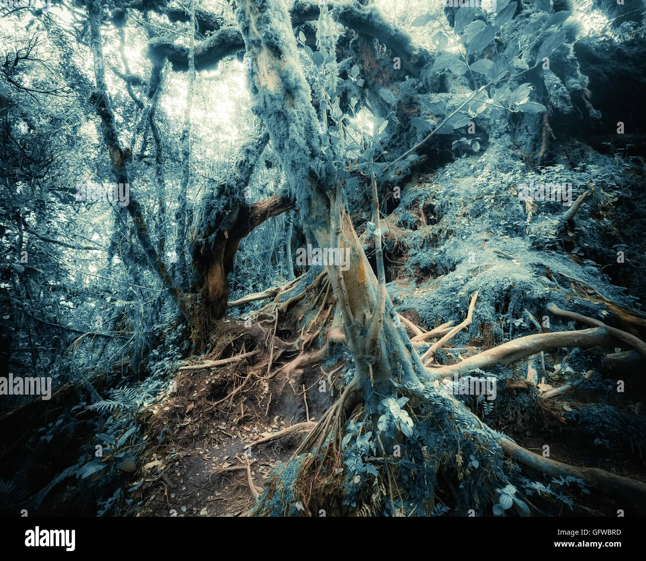 Surreale Farben der Fantasielandschaft am mystischen moosigen Tropenwald mit erstaunlichen Dschungelpflanzen. Konzept für die geheimnisvolle Natur Stockfoto