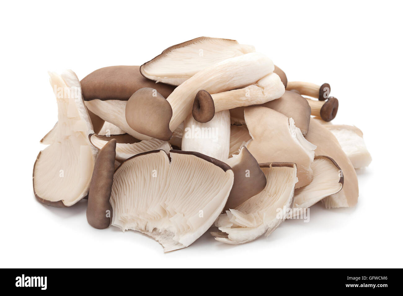 Austernpilz Closeup isoliert auf weißem Hintergrund Stockfoto