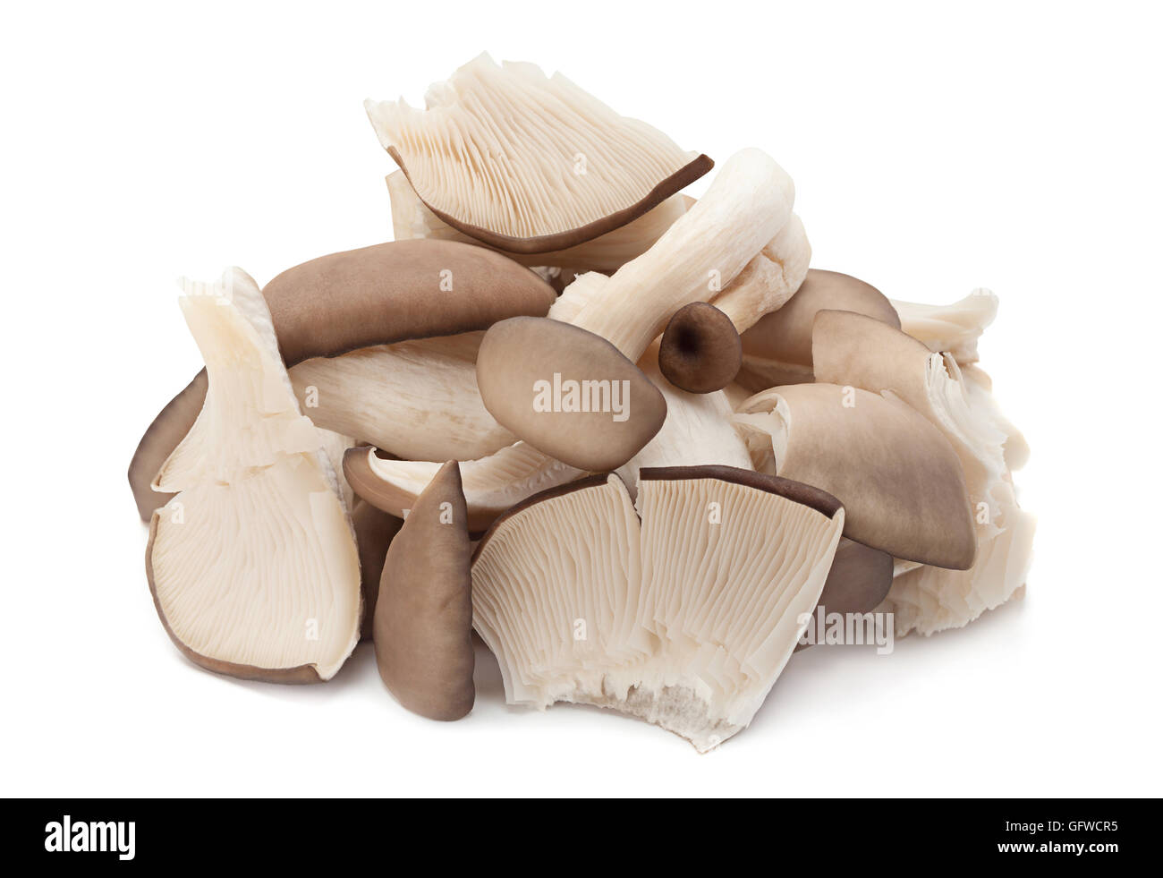 Austernpilz Closeup isoliert auf weißem Hintergrund Stockfoto