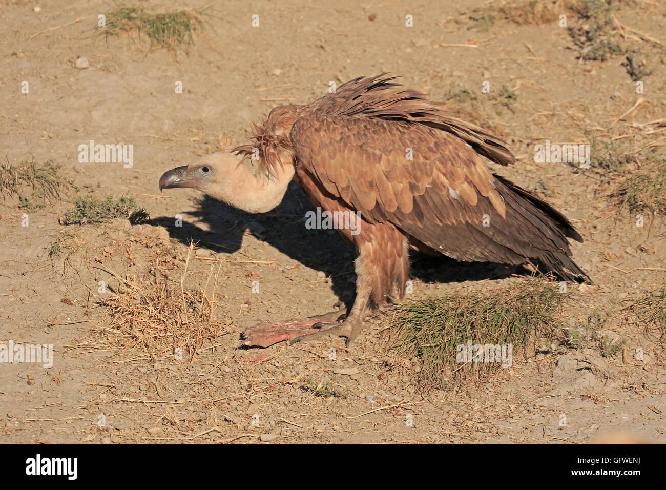 Eurasische Gänsegeier auf dem Boden Stockfoto