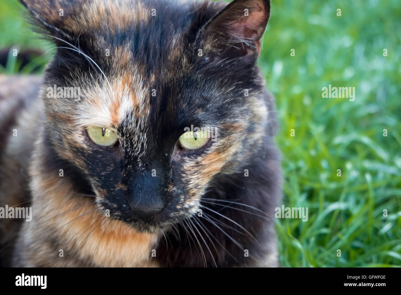 Eine heftige aussehende Katze auf Rasen Stockfoto