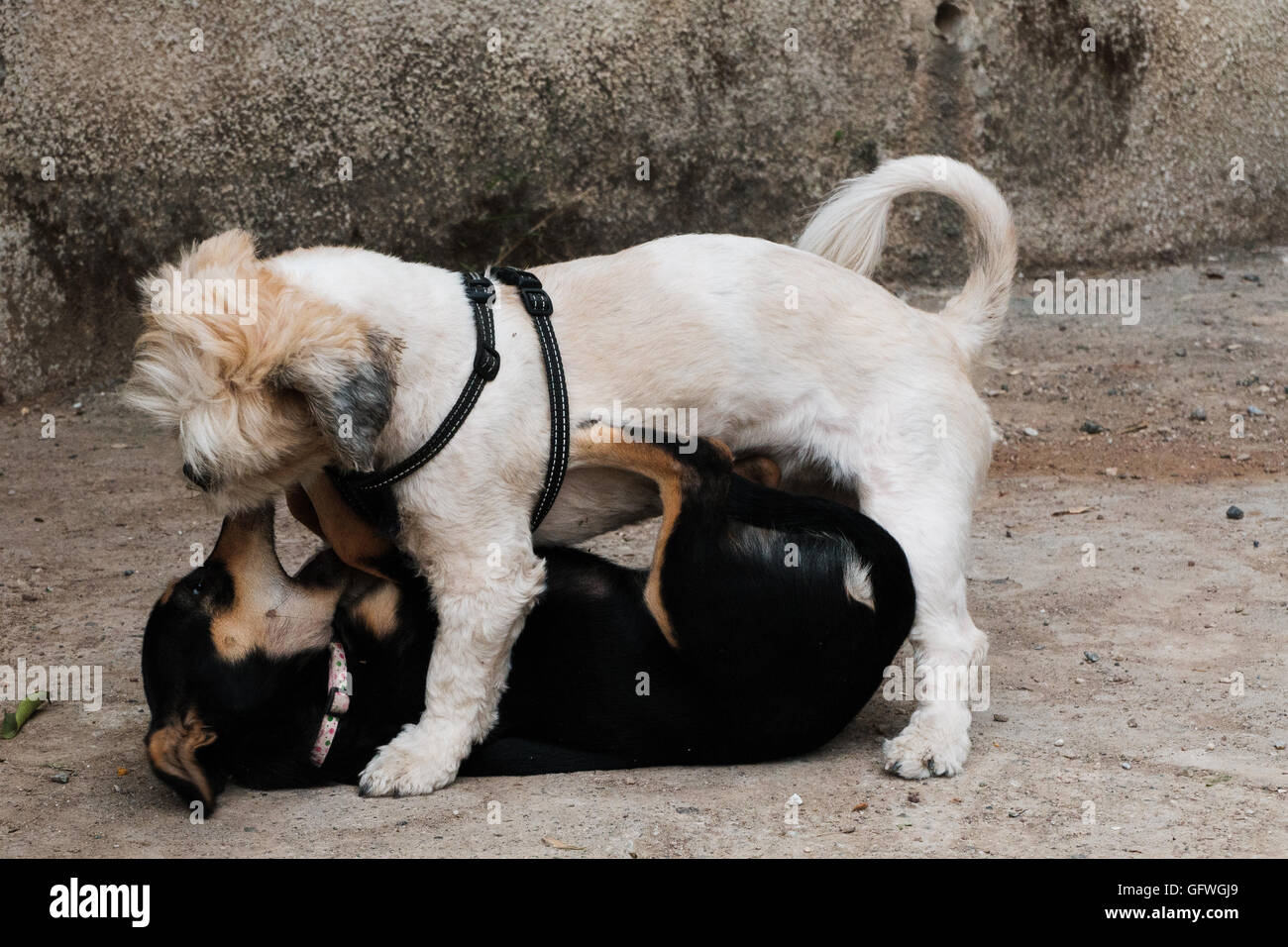 Zwei Hunde kämpfen auf einer Straße Stockfoto